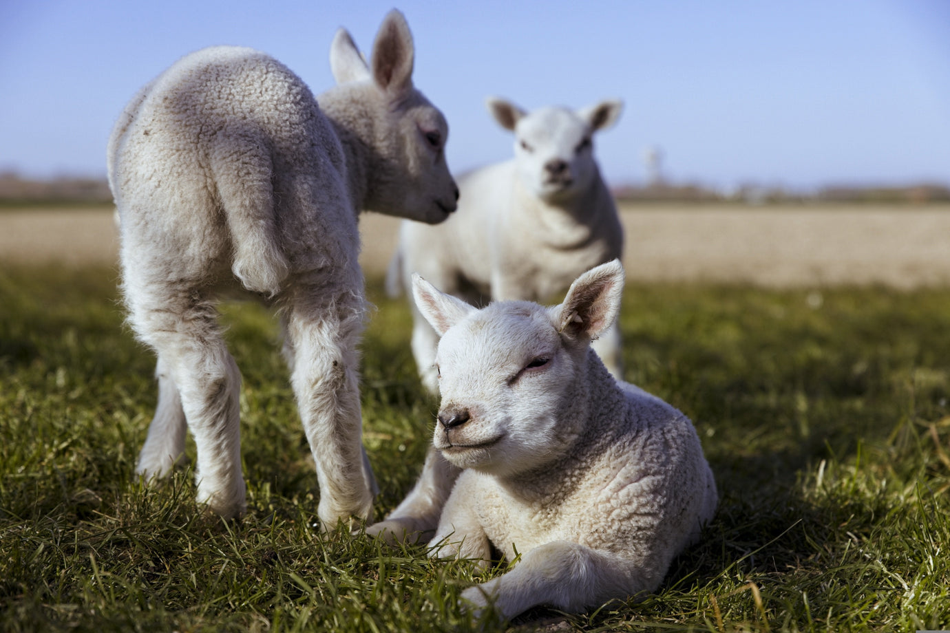 The Environmental Benefits of Choosing Handmade Wool Rugs